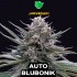Semillas de marihuana autoflorecientes feminizadas Auto Blubonik de Genehtik.