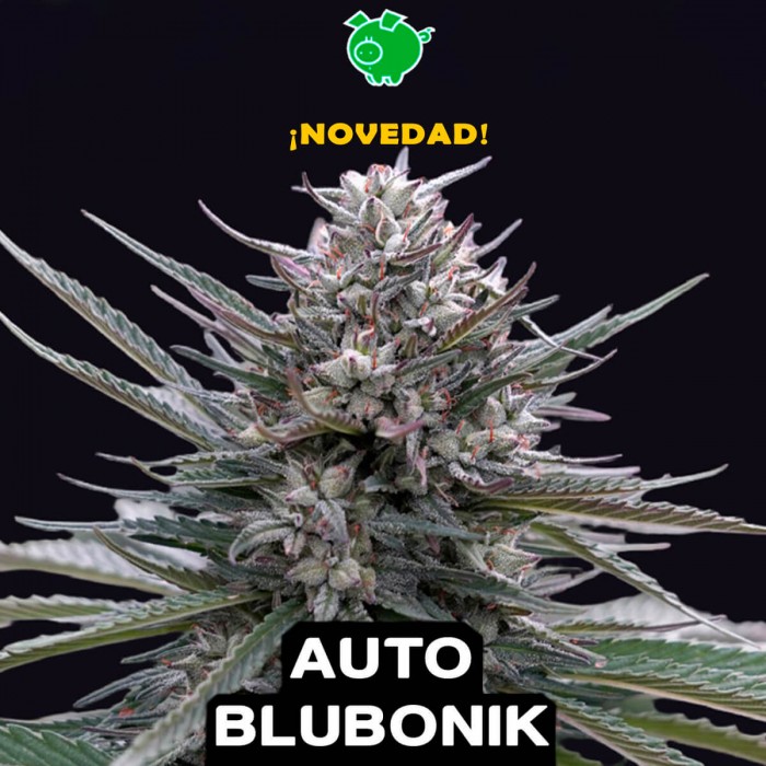 Semillas de marihuana autoflorecientes feminizadas Auto Blubonik de Genehtik.