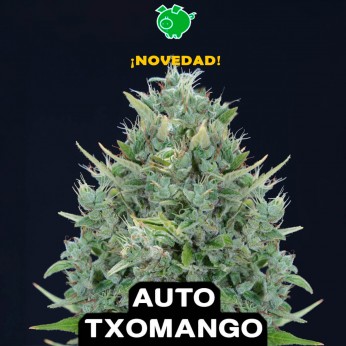 Semillas de marihuana autoflorecientes feminizadas Auto Txomango de Genehtik, cogollo.