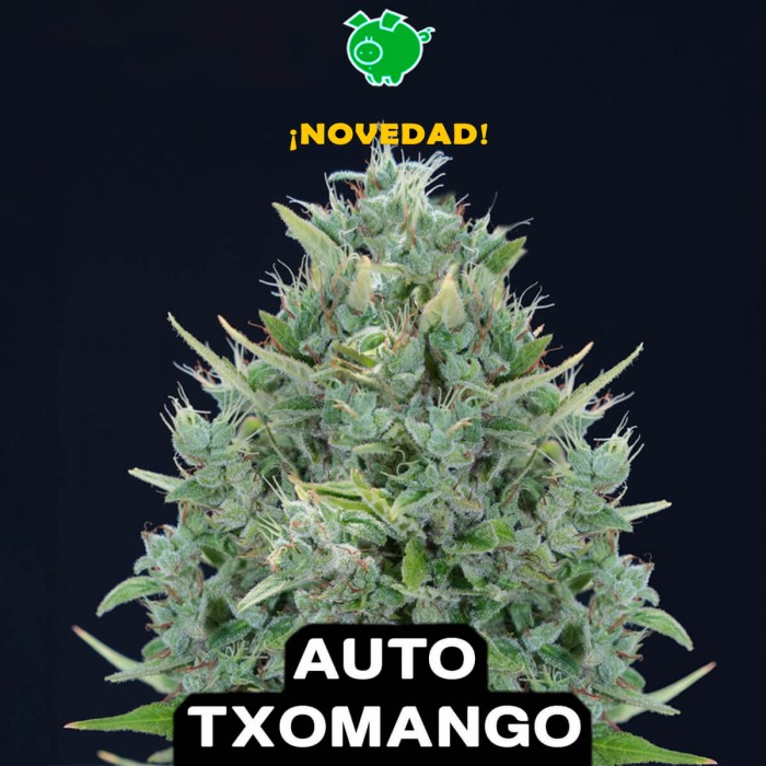 Semillas de marihuana autoflorecientes feminizadas Auto Txomango de Genehtik, cogollo.