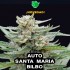 Semillas de marihuana autoflorecientes feminizadas Auto Santa María Bilbo de Genehtik, cogollo.