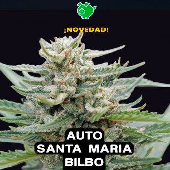 Semillas de marihuana autoflorecientes feminizadas Auto Santa María Bilbo de Genehtik, cogollo.