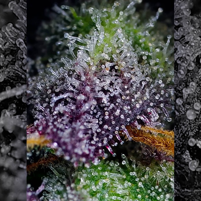Semillas de marihuana feminizadas Auto Super Boof XL de Sweet Seeds, resina.