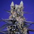 Semillas de marihuana feminizadas Autoflorecientes Super Boof XL de Sweet Seeds, cogollo.