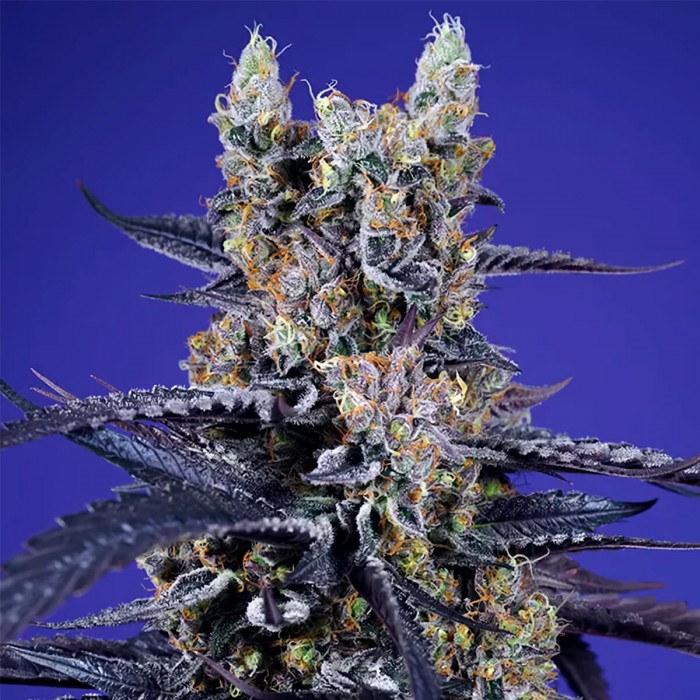 Semillas de marihuana feminizadas Autoflorecientes Super Boof XL de Sweet Seeds, cogollo.