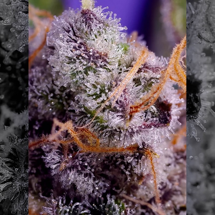 Semillas de marihuana feminizadas Autoflorecientes Banana Cream Cake XL de Sweet Seeds, resina.