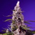 Semillas de marihuana feminizadas Autoflorecientes Banana Cream Cake XL de Sweet Seeds, cogollo.