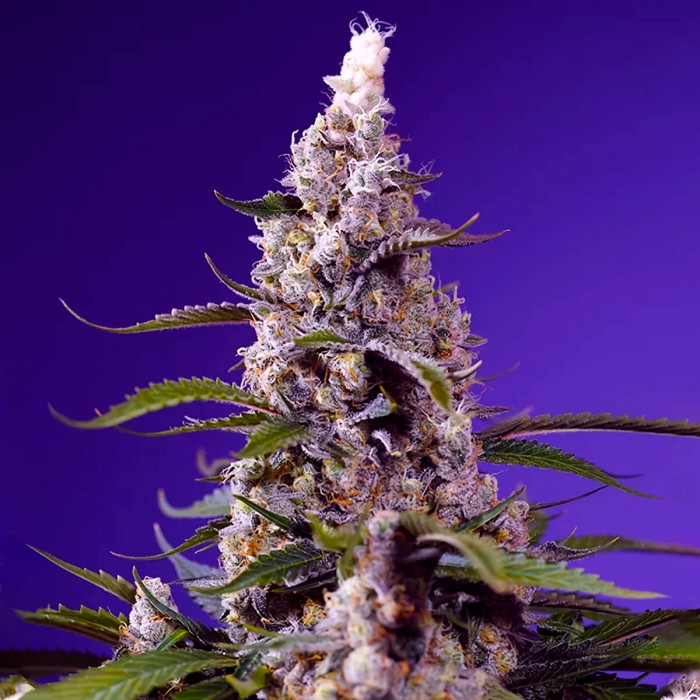 Semillas de marihuana feminizadas Autoflorecientes Banana Cream Cake XL de Sweet Seeds, cogollo.