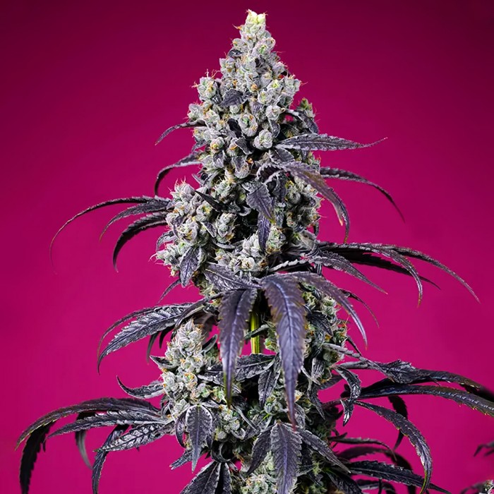 Semillas de marihuana feminizadas Autoflorecientes Tropicanna Cherry XL de Sweet Seeds, cogollo.