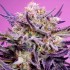 PINK GUAVA F1 FAST VERSION (Sweet Seeds)