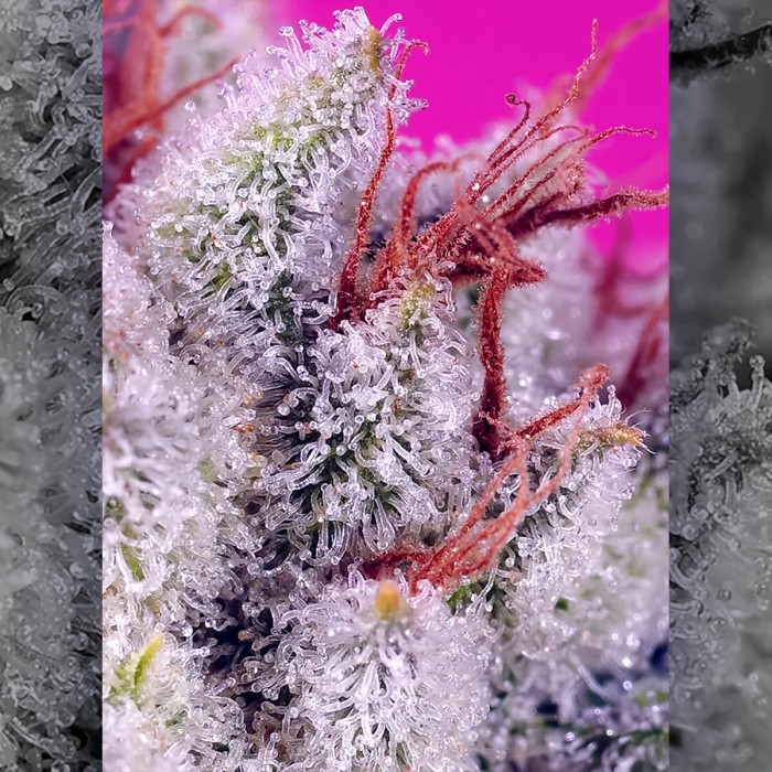Semillas de marihuana feminizadas Fast Version Pink Guava F1 de Sweet Seeds, resina.