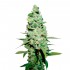 Auto White XXL de Narcotik Seeds - Semillas de marihuana autofloreciente, cogollo.