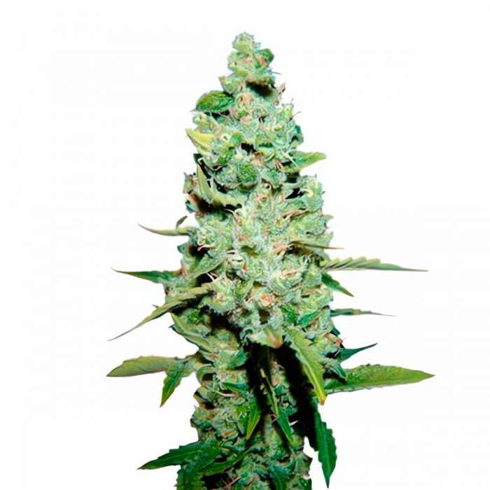 Auto White XXL de Narcotik Seeds - Semillas de marihuana autofloreciente, cogollo.