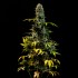 Auto American OG XXL (Narcotik Seeds) - Semillas Autoflorecientes de última generación