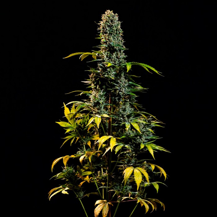 Auto American OG XXL (Narcotik Seeds) - Semillas Autoflorecientes de última generación