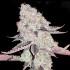 Auto Gelato de Narcotik Seeds, Semillas Autoflorecientes de marihuana, cogollo resinoso.