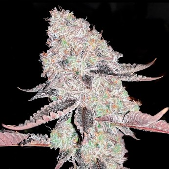 Auto Gelato de Narcotik Seeds, Semillas Autoflorecientes de marihuana, cogollo resinoso.