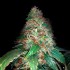 Auto Gelato de Narcotik Seeds, Semillas Autoflorecientes de marihuana, punta principal.