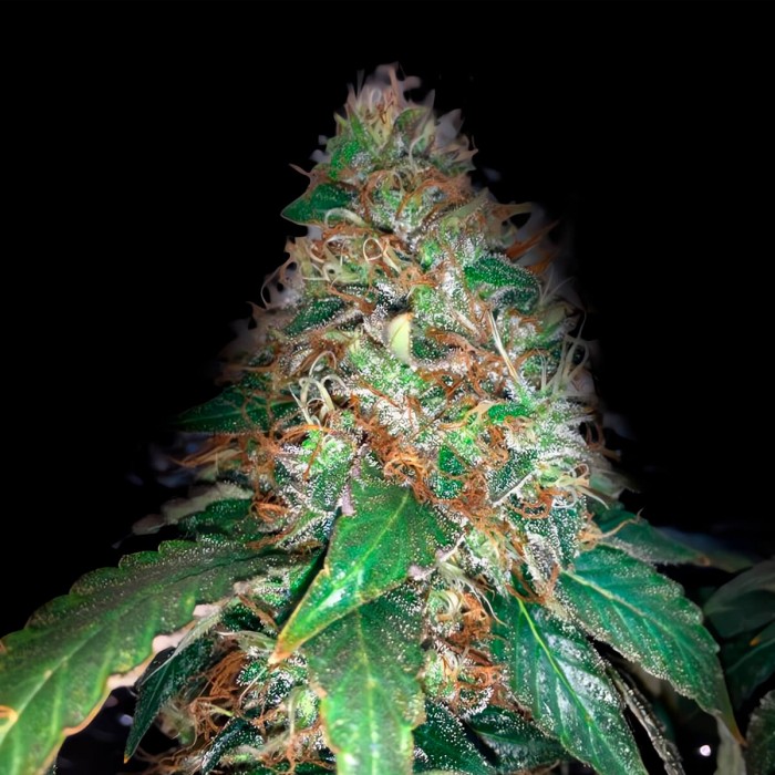 Auto Gelato de Narcotik Seeds, Semillas Autoflorecientes de marihuana, punta principal.