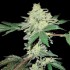 AUTO GORILA EXPRESS (Narcotik Seeds)