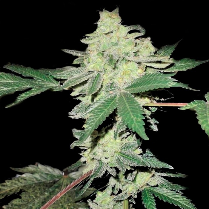 Semillas de marihuana feminizadas autoflorecientes Auto Gorila Express de Narcotik Seeds.