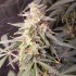 Semillas de marihuana feminizadas autoflorecientes Auto Gorila Express de Narcotik Seeds, cogollo resinoso.