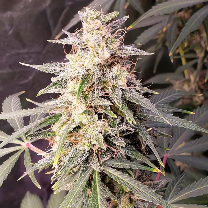Semillas de marihuana feminizadas autoflorecientes Auto Gorila Express de Narcotik Seeds, cogollo resinoso.