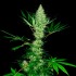 Auto Kritical Bud de Narcotik Seeds. Semillas autoflorecientes, cogollo.