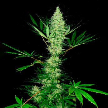 Auto Kritical Bud de Narcotik Seeds. Semillas autoflorecientes, cogollo.