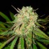 Auto Critical Kush XXL (Narcotik Seeds) Semillas autoflorecientes de marihuana, cogollo.