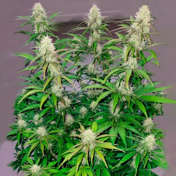 Auto White XXL de Narcotik Seeds - Semillas de marihuana autofloreciente, planta enorme.