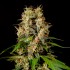 Semillas feminizadas Sweet Love de Philosopher Seeds, punta principal.