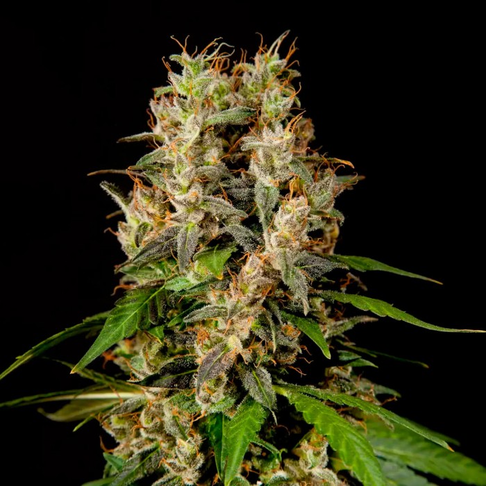 Semillas feminizadas Sweet Love de Philosopher Seeds, punta principal.