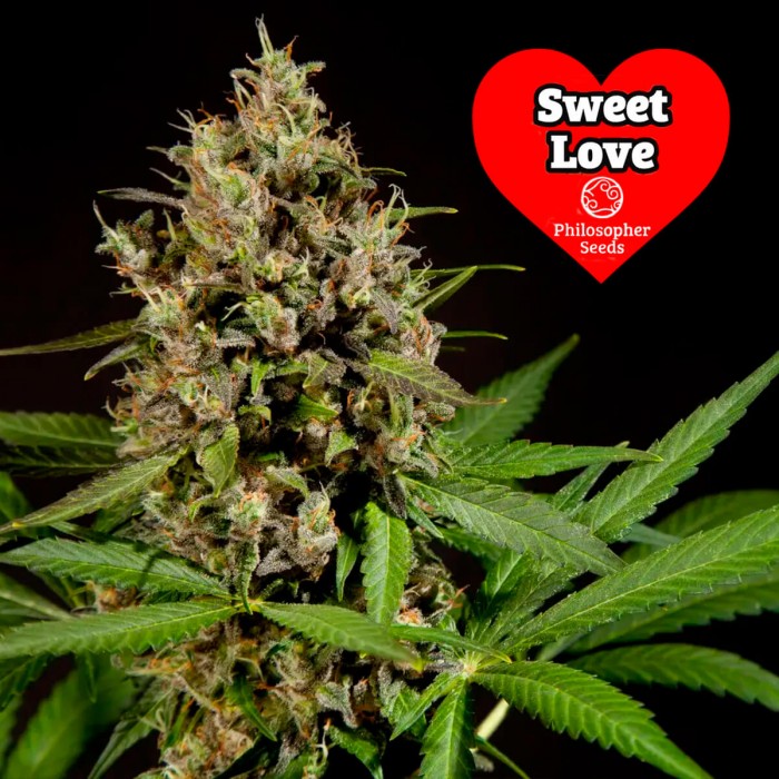 Semillas feminizadas Sweet Love de Philosopher Seeds, cogollo resinoso.