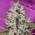 Semillas de marihuana feminizadas One Love Haze de Positronics.