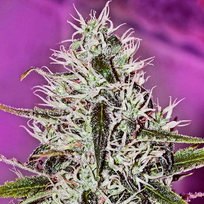 Semillas de marihuana feminizadas One Love Haze de Positronics.