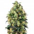 Semillas feminizadas autoflorecientes Super Skunk Auto, cogollo.