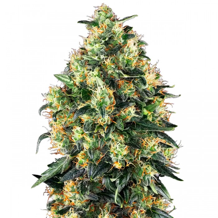 Semillas feminizadas autoflorecientes Super Skunk Auto, cogollo.