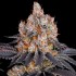 Semillas de marihuana feminizadas Gelato de Barney's Farm Seeds.