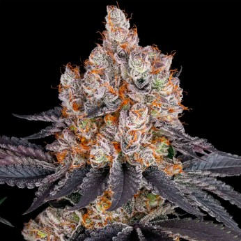Semillas de marihuana feminizadas Gelato de Barney's Farm Seeds.