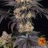 Semillas de marihuana feminizadas Gelato de Barney's Farm Seeds, cogollos morados.