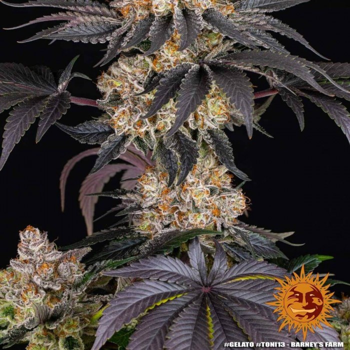 Semillas de marihuana feminizadas Gelato de Barney's Farm Seeds, cogollos morados.
