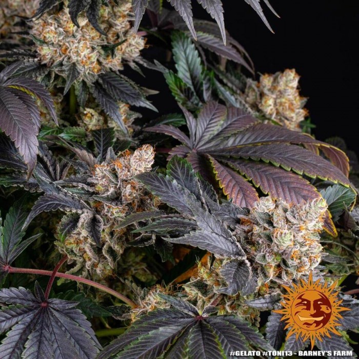 Semillas de marihuana feminizadas Gelato de Barney's Farm Seeds, planta morada.