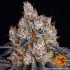 Semillas de marihuana feminizadas Gelato de Barney's Farm Seeds, resina.
