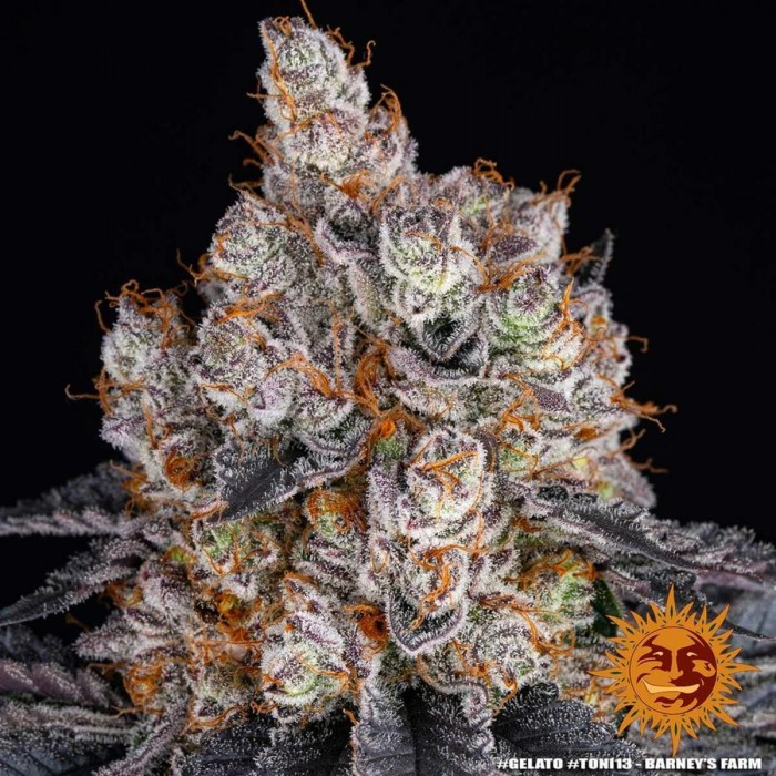 Semillas de marihuana feminizadas Gelato de Barney's Farm Seeds, resina.