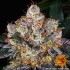 Semillas de marihuana feminizadas Gelato de Barney's Farm Seeds, tricomas.