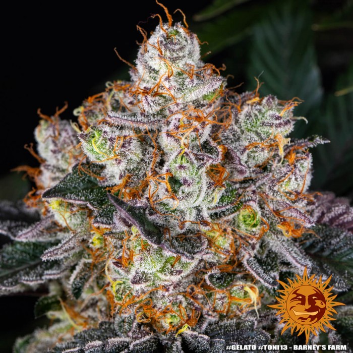 Semillas de marihuana feminizadas Gelato de Barney's Farm Seeds, tricomas.