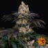 Semillas de marihuana feminizadas Gelato de Barney's Farm Seeds, punta principal.