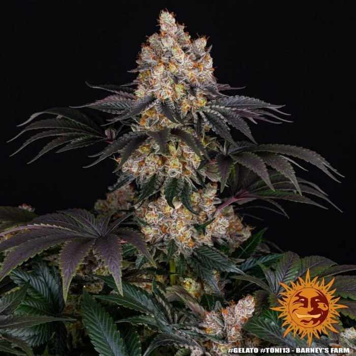 Semillas de marihuana feminizadas Gelato de Barney's Farm Seeds, punta principal.