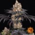 Semillas de marihuana feminizadas Gelato de Barney's Farm Seeds, cultivo interior.